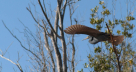 Black Heron Majunga
