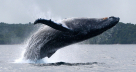 Humpback whale