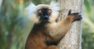 Nosy-Be lemur