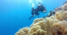 Diving at Sainte Marie