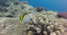Corals Sainte Marie