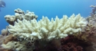 Corals Sainte Marie