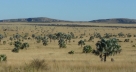 Isalo Savannah