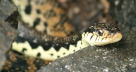 Snake in Sainte Marie