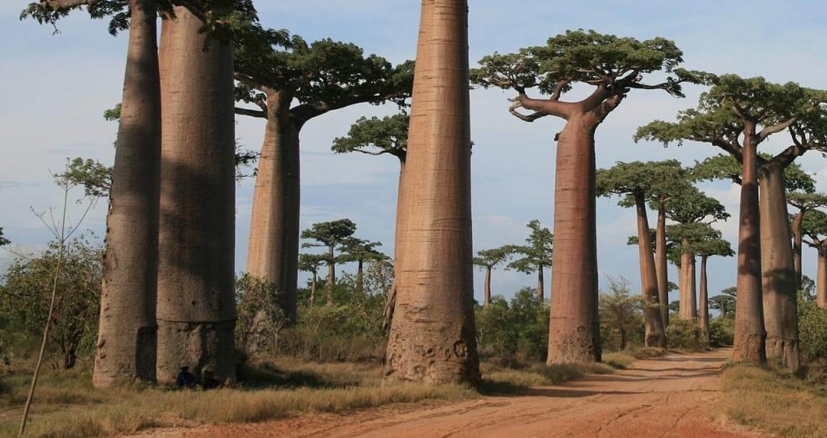 Avenue of the baobabs