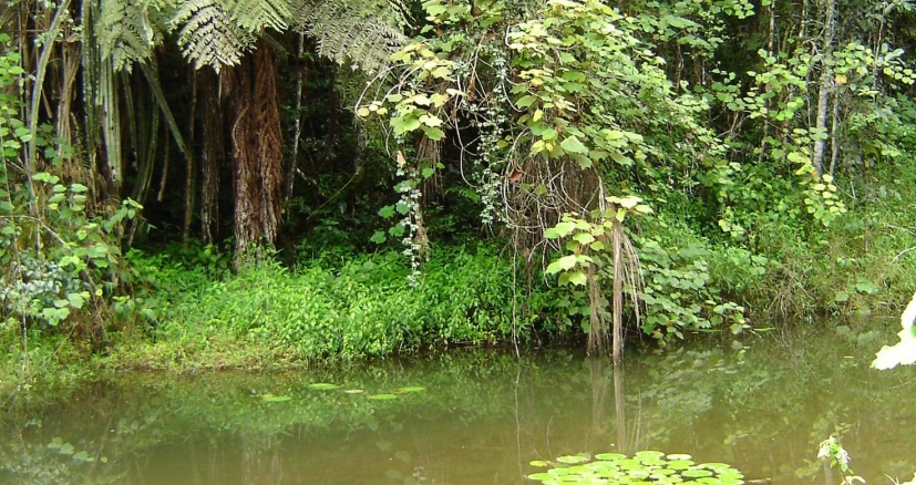 Rivière Andasible Rivière Andasible