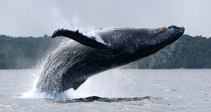 Humpback whale