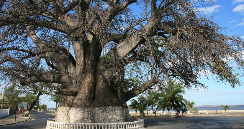 Baobab Mahajanga Baobab Mahajanga