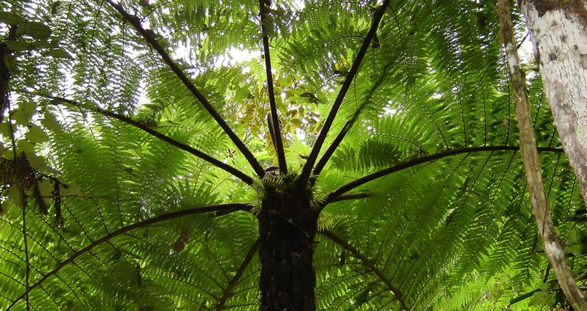 Tree fern in Andasibe Tree fern in Andasibe