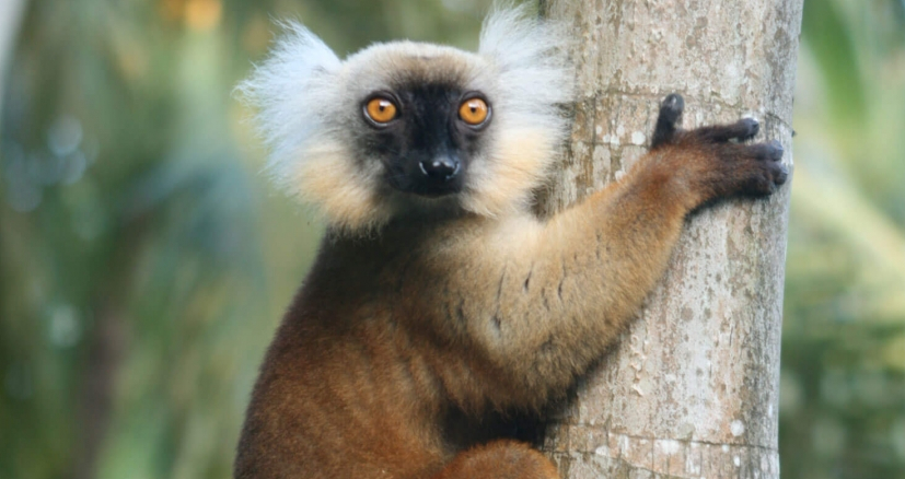 Nosy-Be lemur