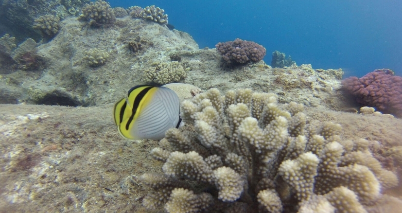 Corals Sainte Marie