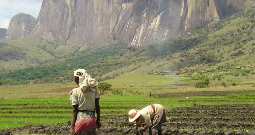Rizière Tsaranoro